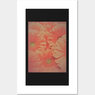 GERBERA ,,House of Harlequin Posters and Art